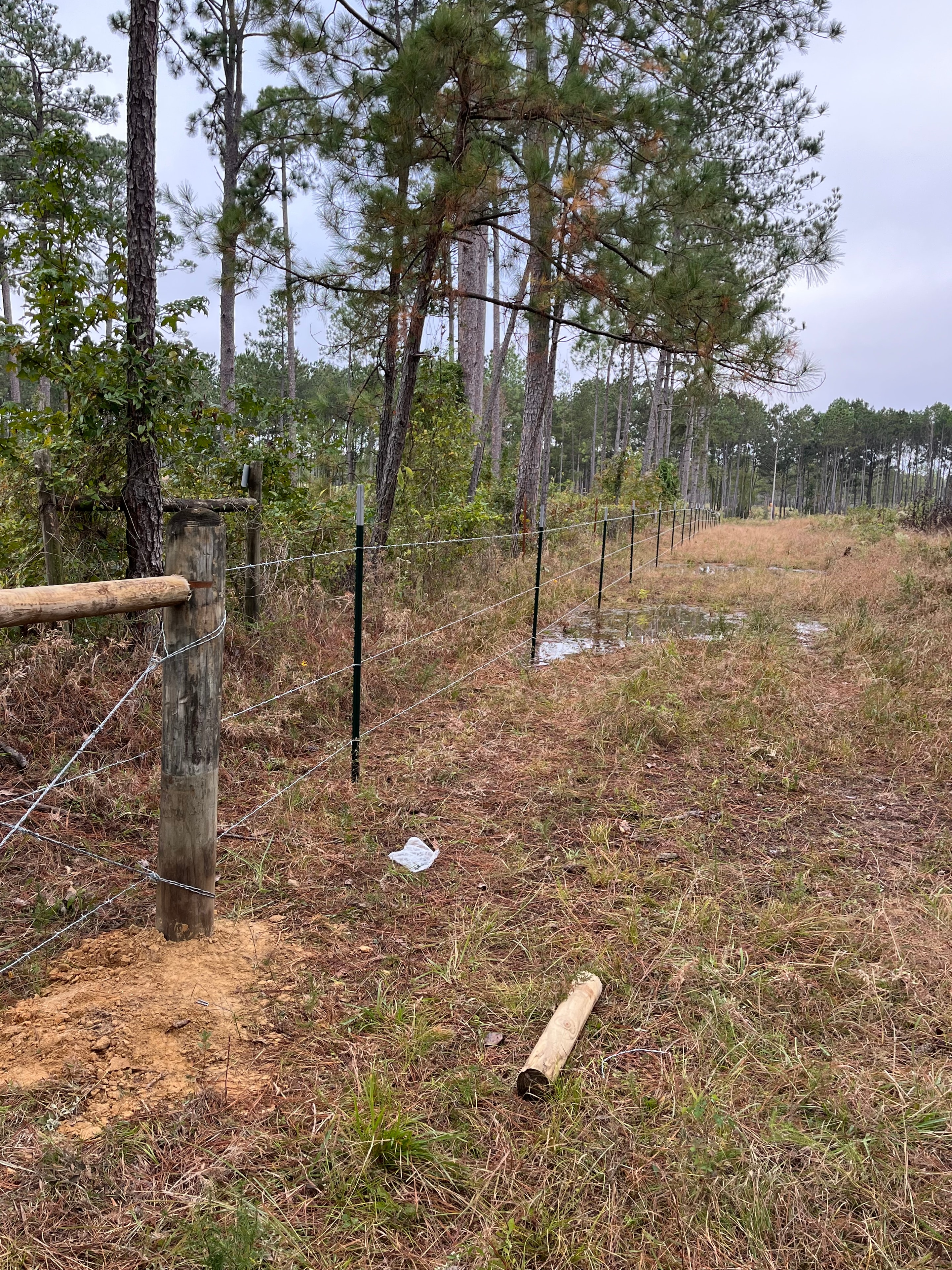 Barbed wire agricultural fence line running through pine forest in Central Louisiana — Fortified Fence and Weld